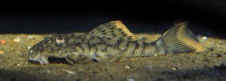 Hemiancistrus guahiborum