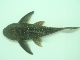 Hemiancistrus sp. (L476)