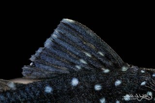 Hemiancistrus sp. (L128)