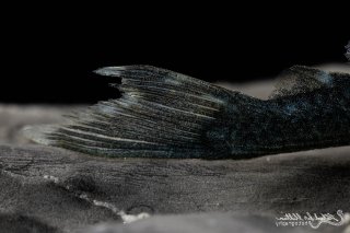 Hemiancistrus sp. (L128)