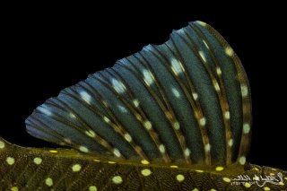 Hemiancistrus sp. (L128)