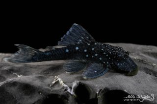 Hemiancistrus sp. (L128)