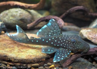 Hemiancistrus sp. (L128)