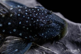 Hemiancistrus sp. (L128)