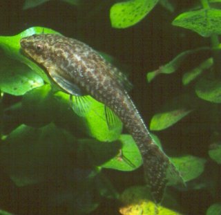 Hisonotus leucofrenatus