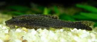 Hisonotus leucofrenatus