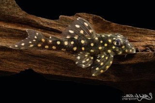 Hypancistrus contradens