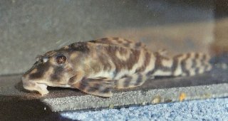 Hypancistrus parkateje