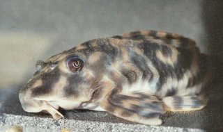 Hypancistrus parkateje