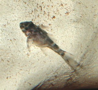 Hypancistrus sp. (L066)