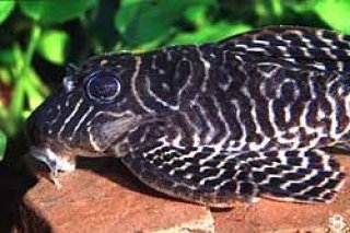Hypancistrus sp. (L066)