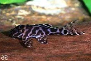 Hypancistrus sp. (L066)