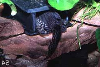 Hypancistrus sp. (L066)