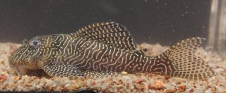 Hypancistrus sp. (L260)