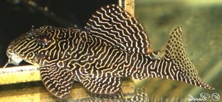 Hypancistrus sp. (L260)