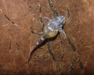 Hypancistrus sp. (L340)