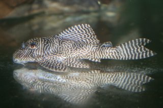 Hypancistrus sp. (L411)