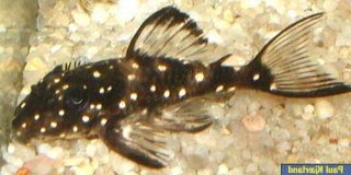 Hypancistrus sp. (L501)