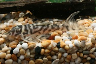 Hypancistrus sp. `LOWER RIO XINGU`