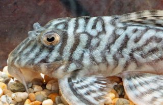 Hypancistrus sp. `LOWER RIO XINGU`