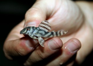 Hypancistrus sp. `LOWER RIO XINGU`