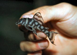 Hypancistrus sp. `LOWER RIO XINGU`