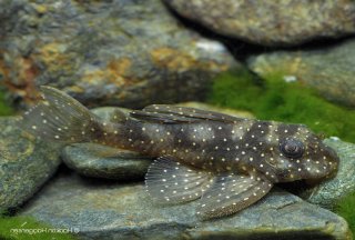 Hypancistrus sp. (L004)