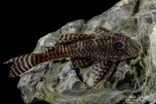 Hypancistrus sp. (L066)
