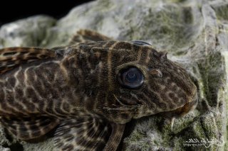 Hypancistrus sp. (L066)