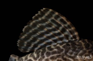 Hypancistrus sp. (L066)