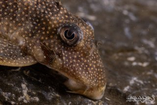 Hypancistrus sp. (L136)