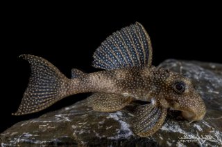 Hypancistrus sp. (L136)