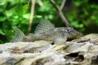 Hypancistrus sp. (L136)
