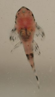 Hypancistrus sp. (L236)