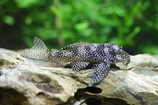 Hypancistrus sp. (L262)