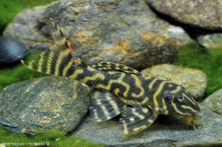 Hypancistrus sp. (L270)
