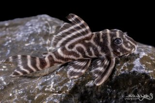 Hypancistrus sp. (L333)