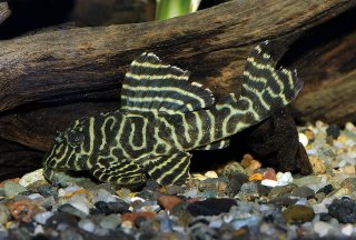 L333 pleco care sale