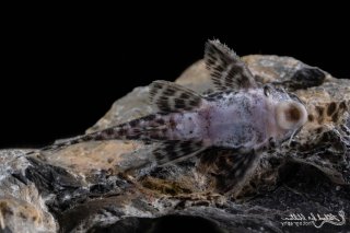 Hypancistrus sp. (L400)
