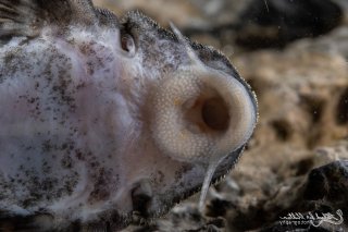 Hypancistrus sp. (L400)