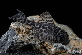 Hypancistrus sp. (L400)
