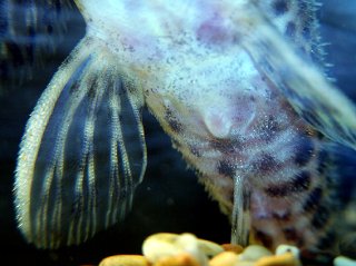 Hypancistrus yudja
