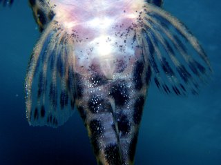 Hypancistrus yudja