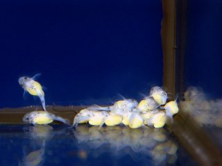 Hypancistrus yudja