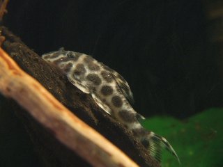 Hypancistrus yudja