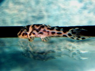 Hypancistrus yudja