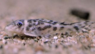 Hypancistrus yudja