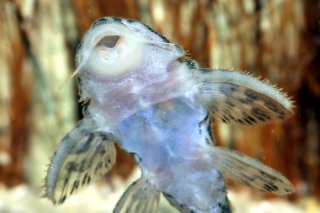 Hypancistrus yudja