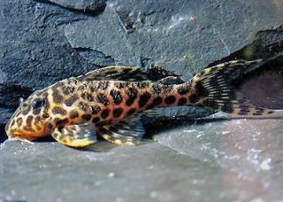 Hypancistrus yudja
