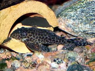 Hypancistrus yudja